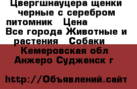 Цвергшнауцера щенки черные с серебром питомник › Цена ­ 30 000 - Все города Животные и растения » Собаки   . Кемеровская обл.,Анжеро-Судженск г.